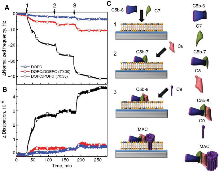 Figure 2: Assembly of MAC components on supported lipid bilayer platforms. MAC formation is initiated by the incubation of hydrophilic C5b-6 and C7 precursors (1). During the incubation of these two protein precursors, C7 interacts with C5b-6 and causes a hydrophilic-amphiphilic transition to result in precomplex C5b-7 formation and its membrane association. Addition of C8 proteins to membrane-bound C5b-7 precomplex leads both formation of the C5b-8 intermediate complex and its insertion into the hydrophobic core of the membrane (2). Subsequent interaction of C9 (3) with the membrane-inserted C5b-8 intermediate complex causes significant changes in C9 protein conformation and this makes 12–18 copies of C9 polymerize circularly to generate the final MAC complex. Using QCM-D tracking, changes in frequency (A) and dissipation (B) were monitored in order to validate MAC formation as a function of time. Three different kinds of SLB platforms composed of DOPC: POPG (70:30) (black square); DOPC: DOEPC (70:30) (red circle) and DOPC (blue triangle) were used to determine the effects of membrane surface charge on MAC formation. After completion of the SALB procedure and validation of bilayer completeness, the previously incubated C5b-6 and C7 proteins were added in the form of a precomplex C5b-7 to the SLB platform. Then, C8 and C9 were added to the membrane-associated C5b-7 precomplex, respectively. (C) Schematic representation of MAC formation on the negatively charged SALB platform.