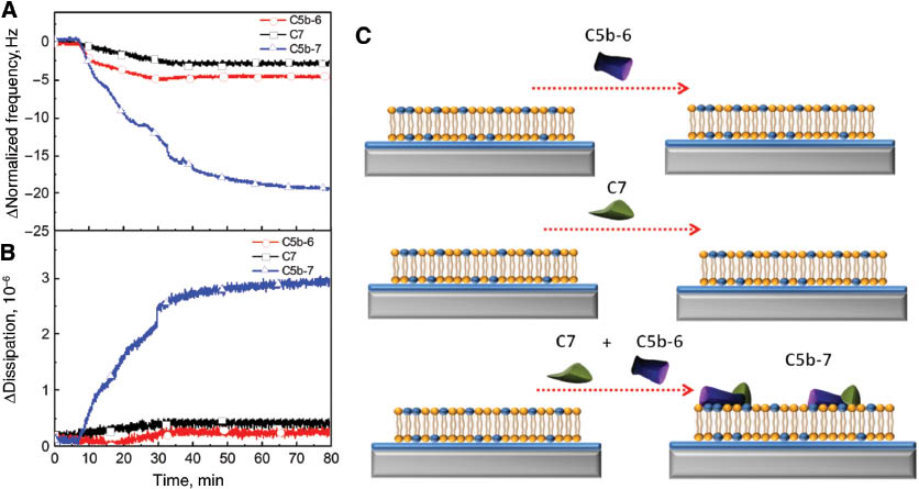 Figure 3: Complement components C5b-6 and C7 create a C5b-7 precomplex which associates on the negatively charged lipid bilayer in order to initiate MAC formation. Changes in normalized frequency (A) and dissipation (B) are presented as a function of time. The initial MAC precursors including C5b-6 (red circle), C7 (black square), and C5b-7 (blue up triangle) were individually injected onto the negatively charged bilayers after a stable baseline obtained from BSA addition. C5b-7 was formed at the end of a 30 min incubation period of C5b-6 and C7. (C) Schematic diagram depicts the interaction of initial MAC precursors with the negatively charged bilayer.
