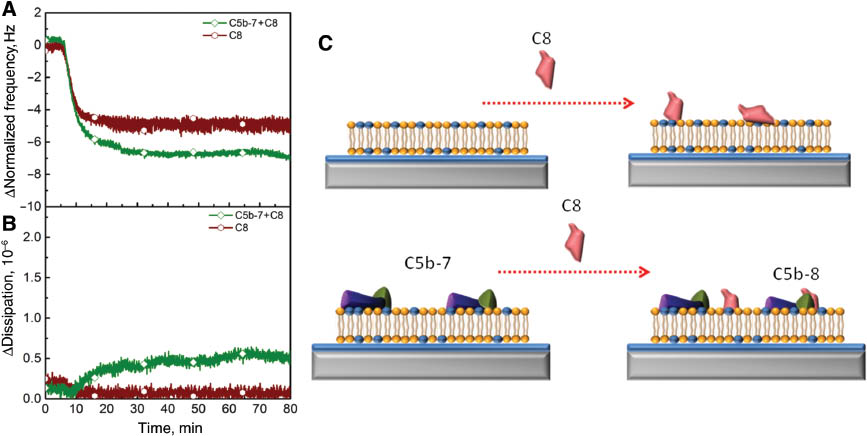 Figure 4: Electrostatic interaction is essential for the activity of C8 proteins regardless of the presence of the precomplex C5b-7. The changes in frequency (A) and energy dissipation (B) are tracked as a function of time. C8 protein was added right after stabilization of BSA (wine hexagon) and association of the C5b-7 precomplex (green tetragon). The binding of C8 to membrane-associated C5b-7 precomplex creates a C5b-8 complex. (C) Schematic diagram presents the interaction of C8 proteins with a bilayer in the presence or absence of the C5b-7 precomplex.