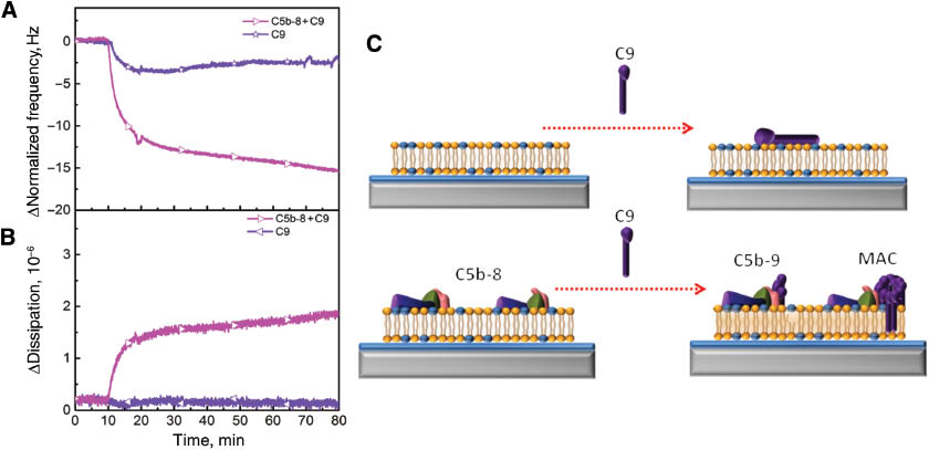 Figure 5: Polymerization of C9 proteins depends on the existence of the membrane-inserted C5b-8 complex in order to form MAC. The changes in frequency (A) and energy dissipation (B) are presented as a function of time. C9 proteins were injected after the stabilization of BSA (purple star) and association of C5b-8 complex (pink left triangle). (C) Schematic representation demonstrates the interaction of C9 with a bilayer and membrane inserted C5b-8.