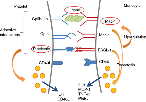 Figure 6: Platelet-monocyte adhesive interactions and inflammatory reactions following complement triggered activation. Platelet-monocyte heteroaggregation is initiated by the ligation of P-selectin to PSGL-1 on monocytes. As a result integrin Mac-1 gets upregulated, and inflammatory mediators are released. Monocyte-platelet complex is then stabilized by Mac-1 which interacts with GpIb and GpIIbIIIa on the platelet. Stabilization via GpIIb/IIIA and Mac-1 needs a soluble ligand present in the plasma or originating from the activated platelet such as fibrinogen or CD40L. CD40L also further increases inflammatory reactions of the monocyte.