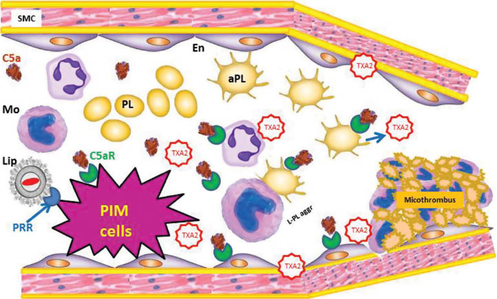 Figure 7: Molecular and cellular interactions underlying the pulmonary hypertension observed in CARPA. The steps are described in the text. SMC, smooth muscle cells; Mon, monocytes; PL, platelets; aPL, Activated platelets; C5aR, C5a receptor; L-PL aggr, leukocyte-platelet aggregates, PRR, patter recognition receptors, Lip, liposomes (Doxil).