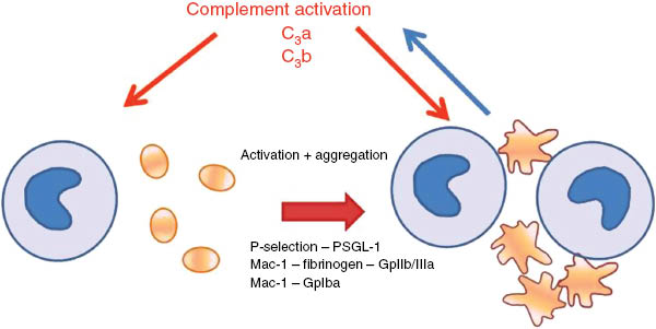 Figure 8: Scheme of interactions between leukocytes, platelets and C proteins.