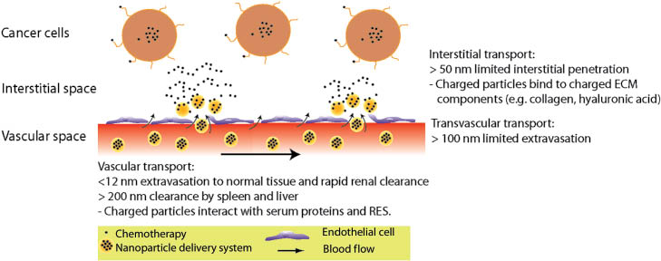 Figure 1: Barriers to nanoparticle delivery. Vascular transport is compromised for nanoparticles smaller than 6 nm in diameter due to rapid renal clearance, while particles less than 12 nm are likely to extravasate in large amounts to normal tissues. Nanoparticle formulations larger than 200 nm are subject to rapid clearance by the liver and spleen and a high surface charge density (either positive or negative) increases interactions with serum proteins and the reticuloendothelial system (RES). Transvascular transport of nanoparticles larger than 100 nm is limited to only the very leaky tumor vessels and to small amounts. Interstitial transport is compromised for nanoparticles larger than 50 nm owing to the limited penetration of the particles into the dense interstitial matrix of many tumors. Negatively charged nanoparticles might develop electrostatic attractive forces with collagen fibers that have a slight positive charge, while positively charged particles can bind to chains of hyaluronic acid that exhibit a high negative charge.