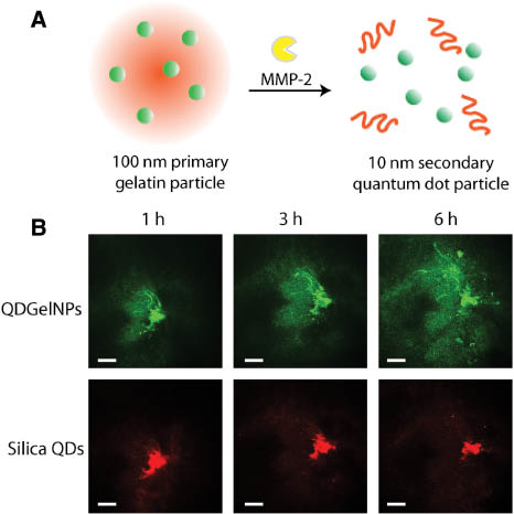 Figure 2: Multistage nanoparticle delivery system. (A) An 100 nm primary nanoparticle made by gelatin is cleaved by enzymes (MMP-2) in the tumor interior and releases secondary 10 nm quantum dot particles. (B) Proof-of-principle of multistage delivery system. Co-injection of gelatin multistage nanoparticles (QDGelNPs) and silica non-degradable particles (Silica QDs) of same size directly to the tumor interior in mice shows the superior penetration of the multistage system (Adapted with permission from (29). Copyright (2011) Proceedings of the National Academy of Science, USA).