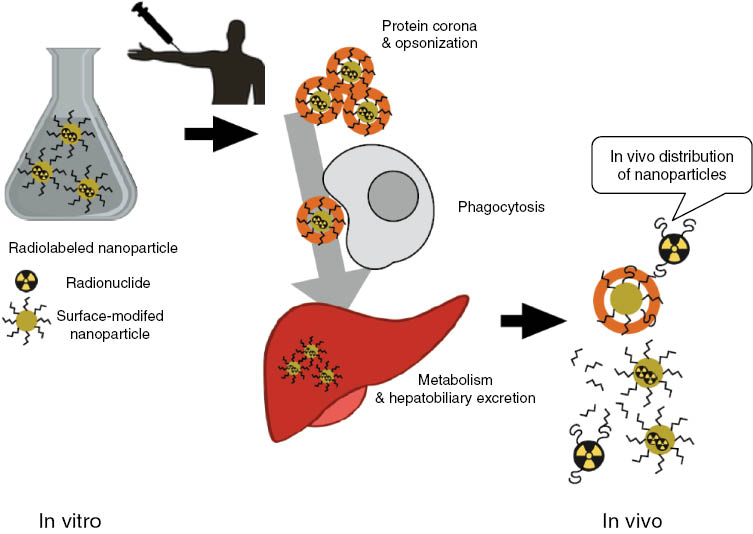 Figure 2: Pitfalls in tracking radiolabeled nanoparticles.Systemically administered nanoparticles encounter various biological molecules and several reactions take place. Protein corona is generated around the nanoparticles and opsonized. After this immediate reaction, injected nanoparticles could induce phagocytosis particularly in mononuclear phagocyte systems. Radiolabeled nanoparticles could be degraded and nuclear imaging might delineate only the radioactivity and yield inaccurately the distribution of nanoparticles.