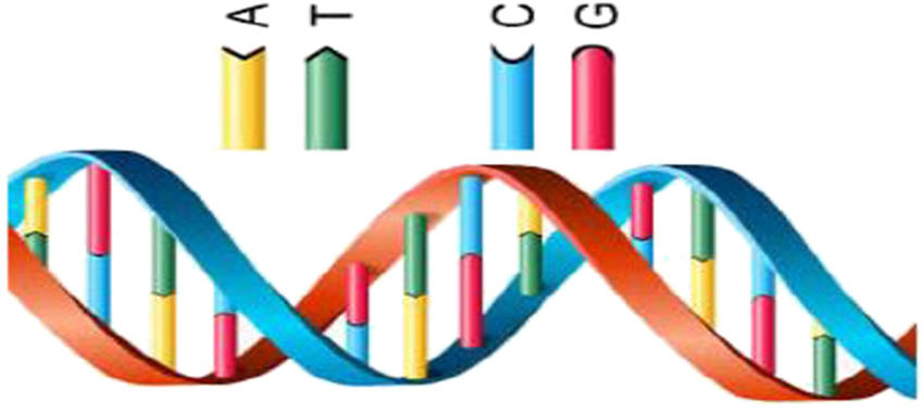Figure 3 
                  A simple DNA structure [13].
               