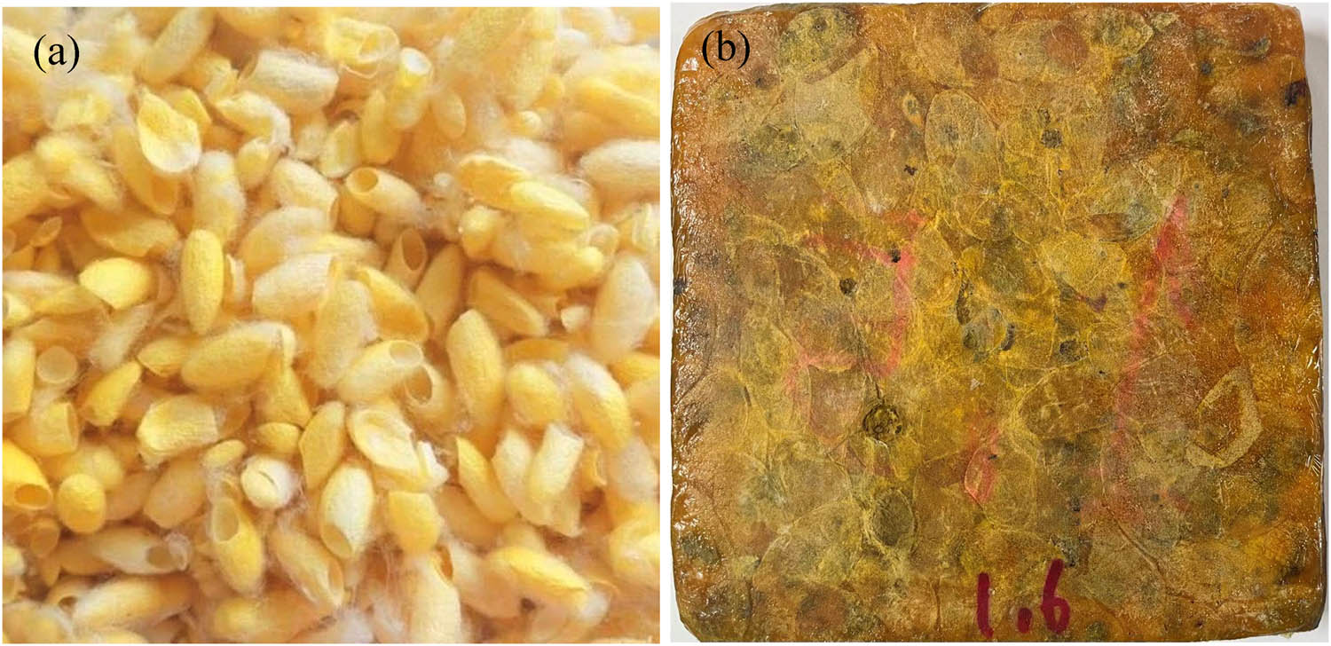 Figure 2 
                  The general macroscopic view of (a) raw cocoon waste materials and (b) CWEC panels.
               