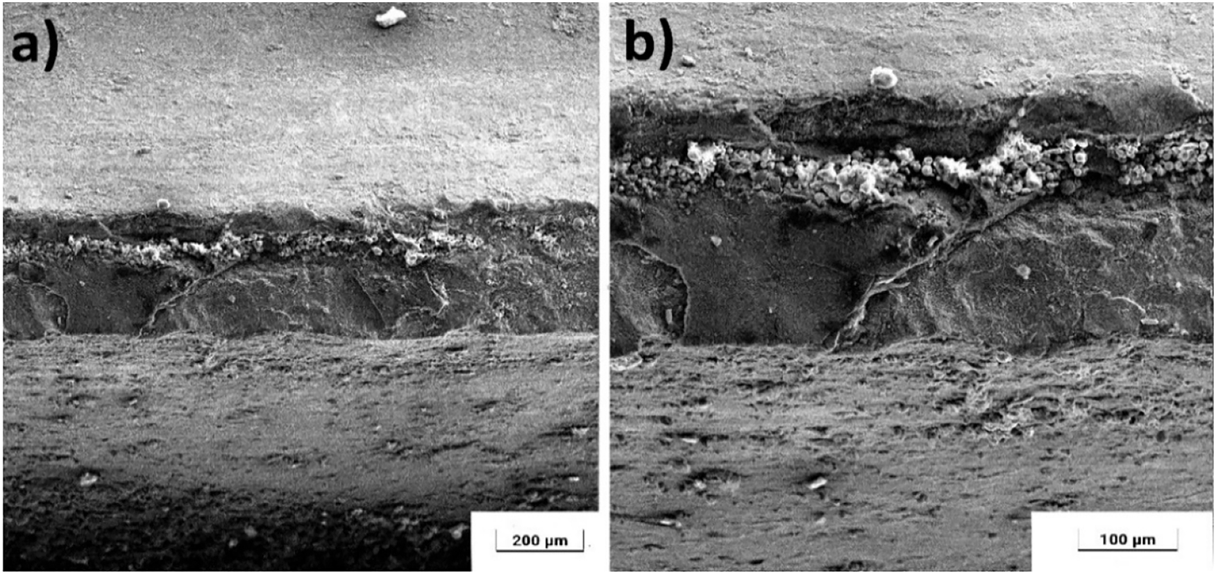 Figure 8: 
The surface of the rod within the ribs of steel in aqueous solutions: a) 3 % NaCl, b) 6 % NaCl.
