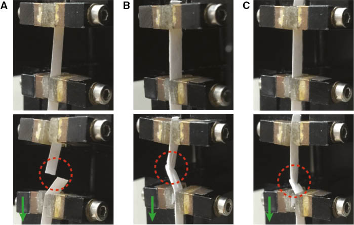 Figure 6: Digital photograph of rupture process by stress-strain test for (A) LZPNM-0, (B) LZPNM-70 and (C) LZPNM-100.