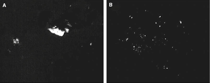 Figure 10: POM image of CO-PA (A) and 0.5 wt% CRGO composites (B) (10×10 times).