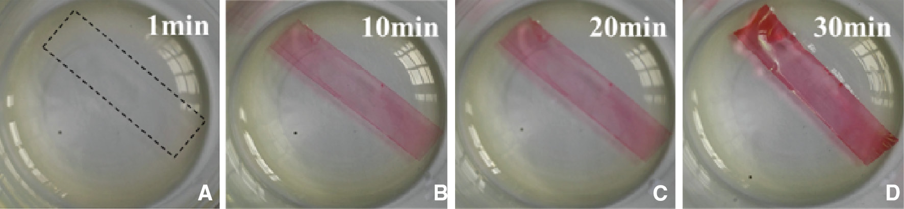 Figure 2: The swelling and color change of the epoxy film. (A) 1 min, (B) 10 min, (C) 20 min, (D) 30 min.