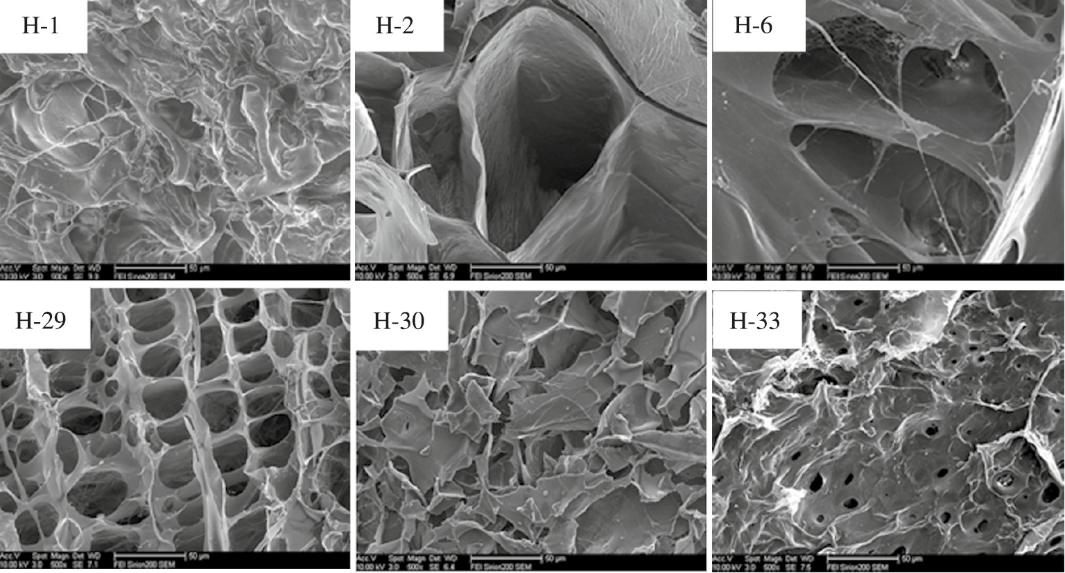 Figure 5: Scanning electron micrographs of hydrogels.