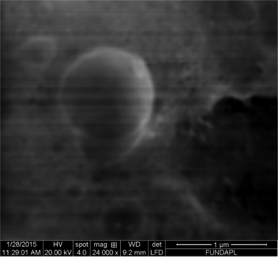 Figure 3: SEM of NCs.