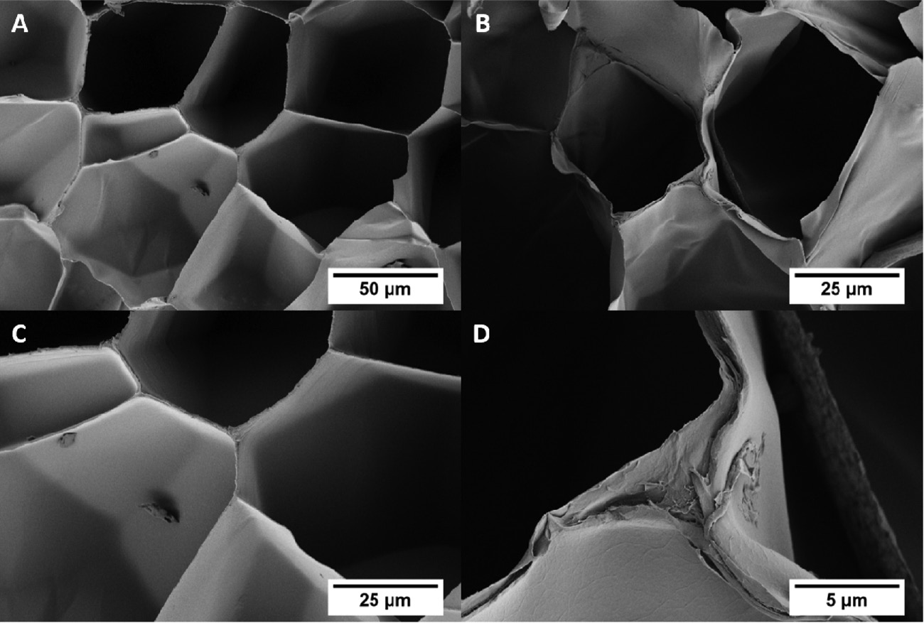 Figure 2: SEM images of the EPS before (A, C) and after (B, D) the PPX coating.