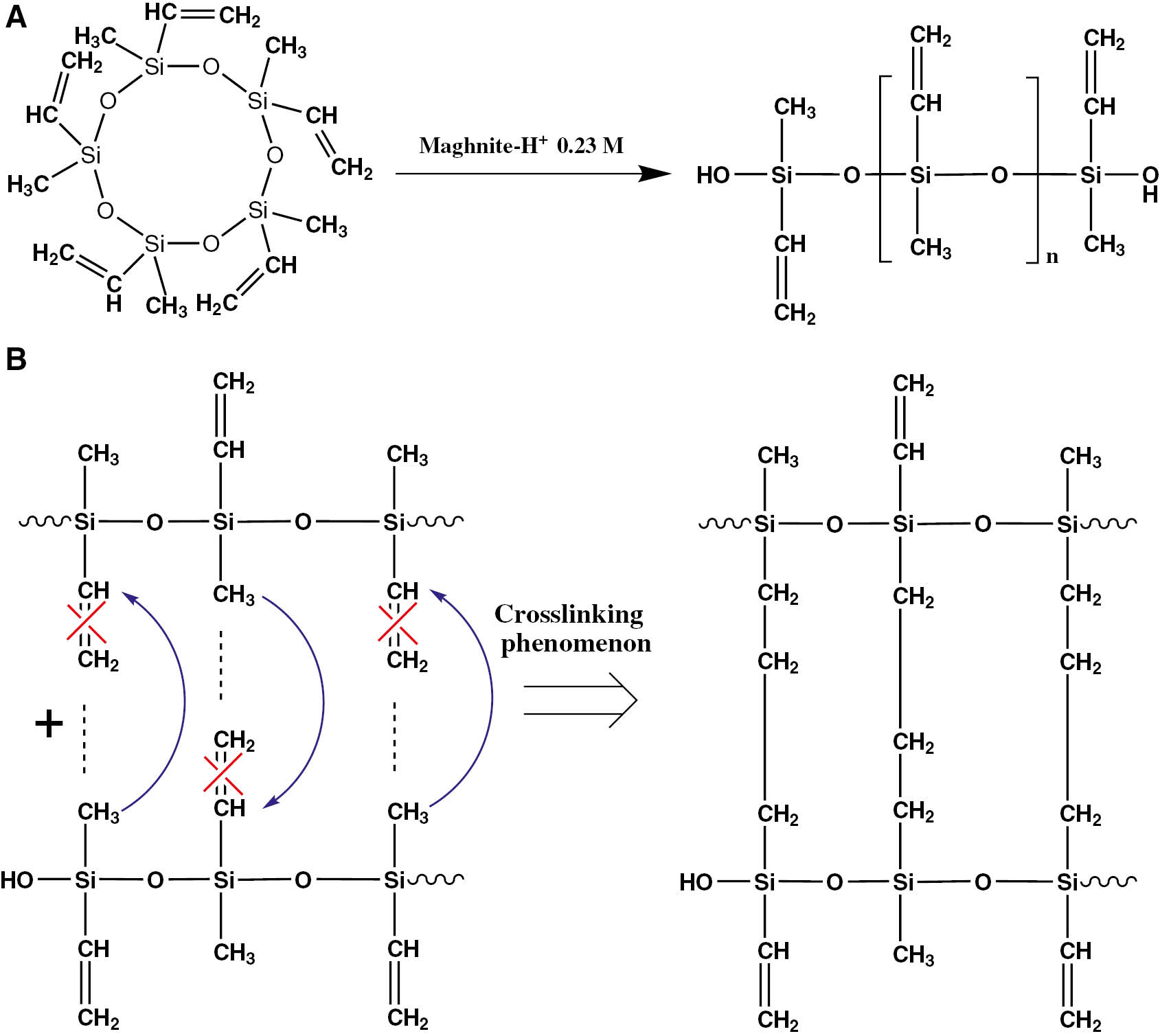 Scheme 2: Polymerization of V5D5 by Maghnite-H+.