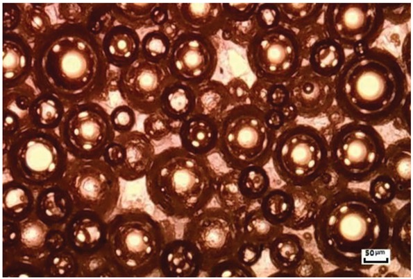 Figure 6 Microscopic image of the foam amino resin system.