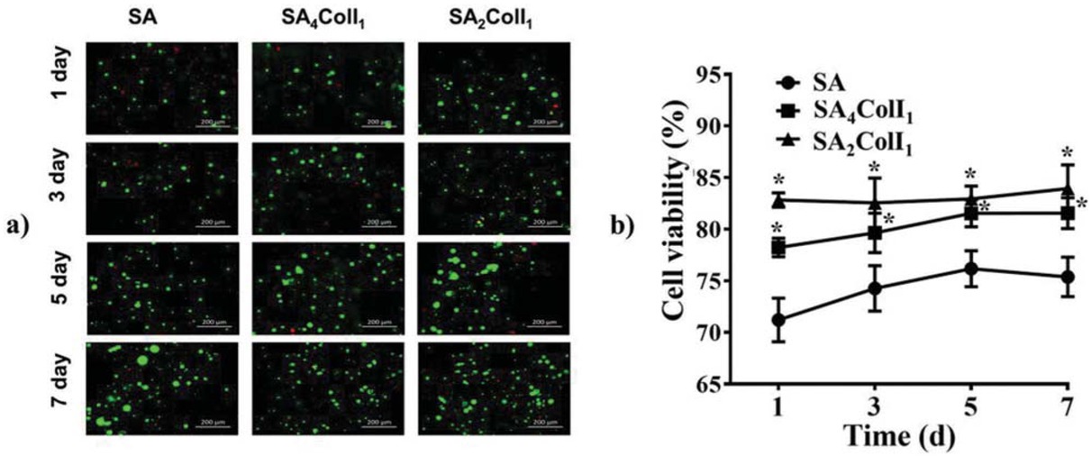 Figure 4 (a) Live/dead staining and (b) viability of MSCs loaded in each hydrogel (*p<0.05 compared with SA, mean ± SD, n=3).