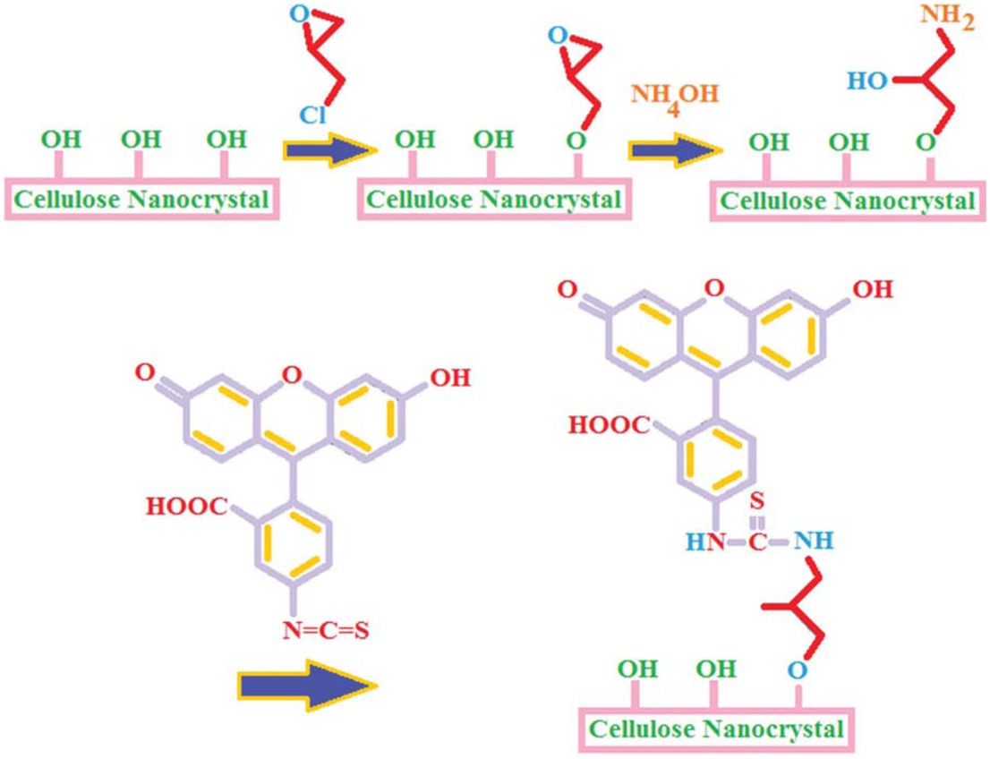 Figure 5 Reaction route for surface fluorescently labeled NCC with FITC (reproduced from (97))
