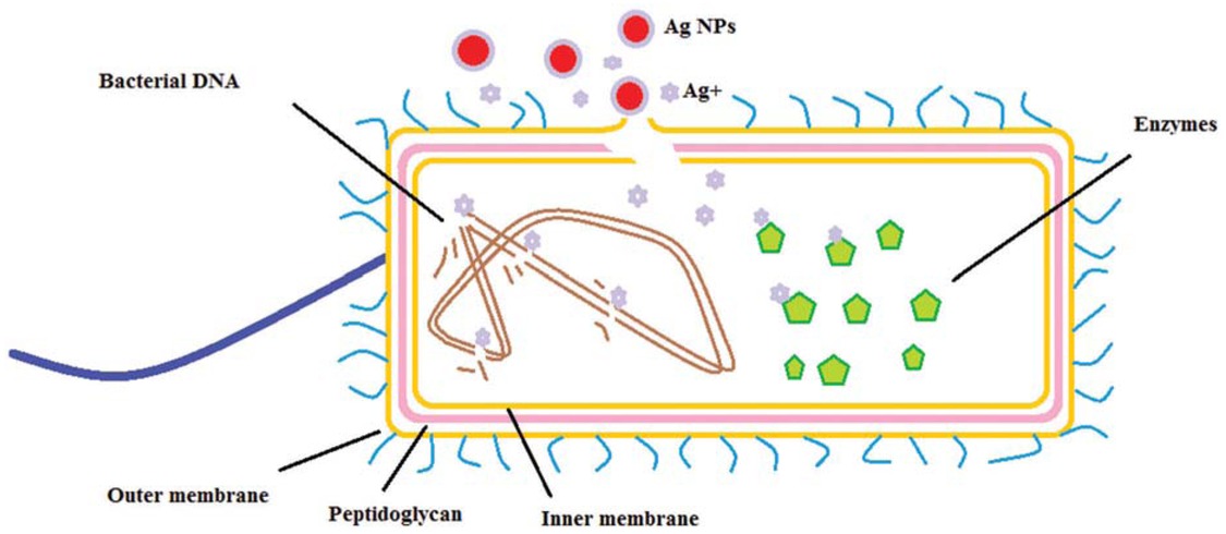 Figure 6 Basic antibacterial mechanisms of silver NPs