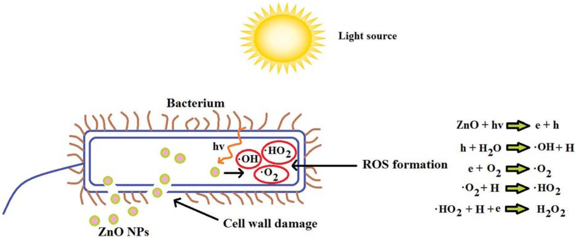 Figure 9 Antibacterial mechanisms of ZnO NPs by production of ROS (9)