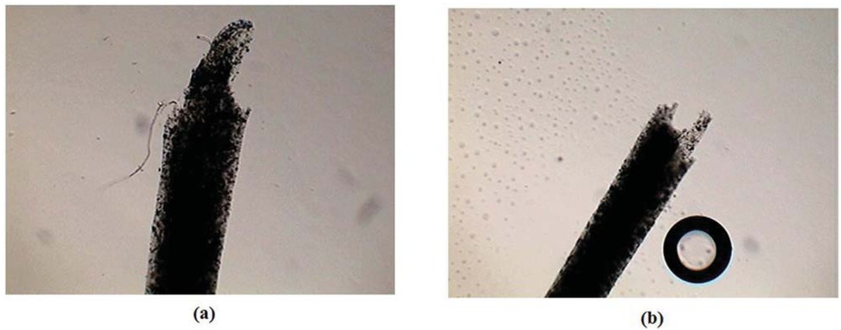 Figure 7 Optical microscope images of nanofiber yarn cross-section; (a) without di-isocyante and (b) containing 40% di-isocyante.