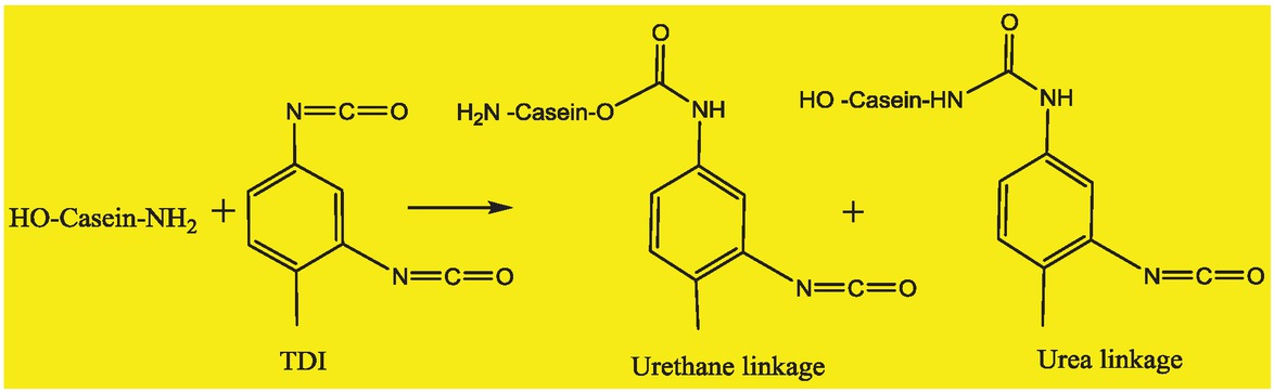 Figure 10 Possible cross-linking reaction between casein and TDI.