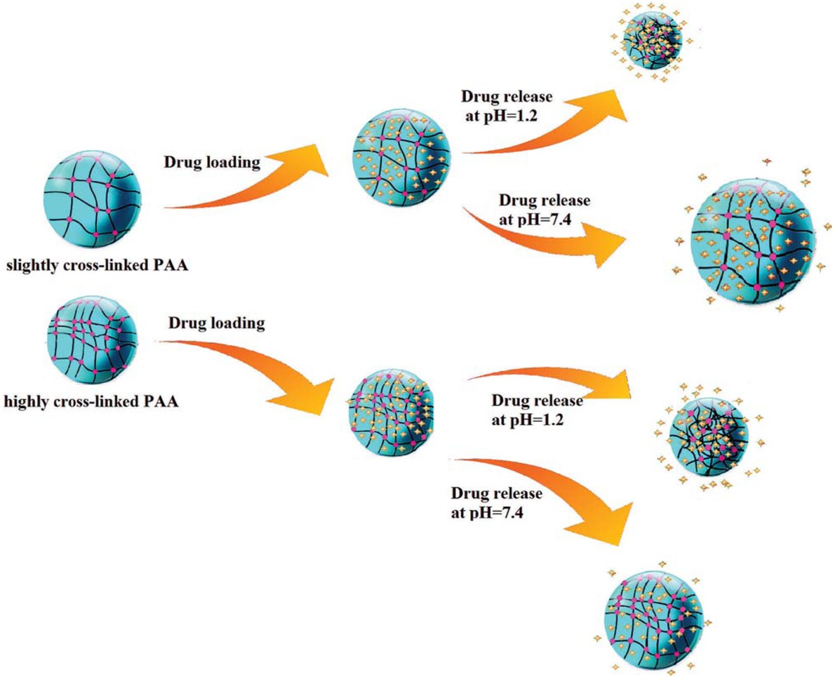 Scheme 1 pH-responsive behavior of PAA nanoparticles with high and low AA: EGDMA molar ratios and its effect on drug release behavior at 37°C.