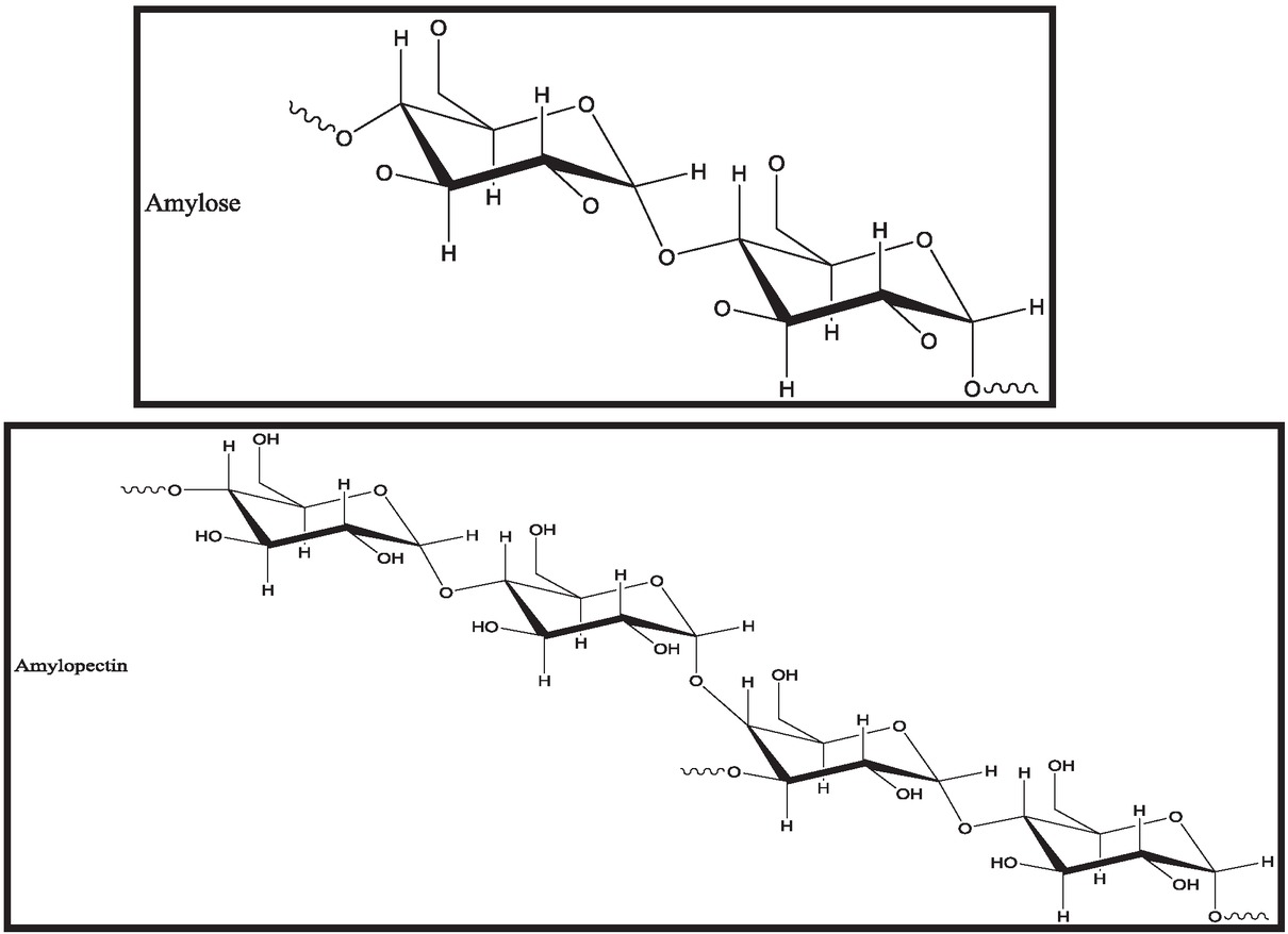 Figure 5 Structure of amylose and amylopectin.