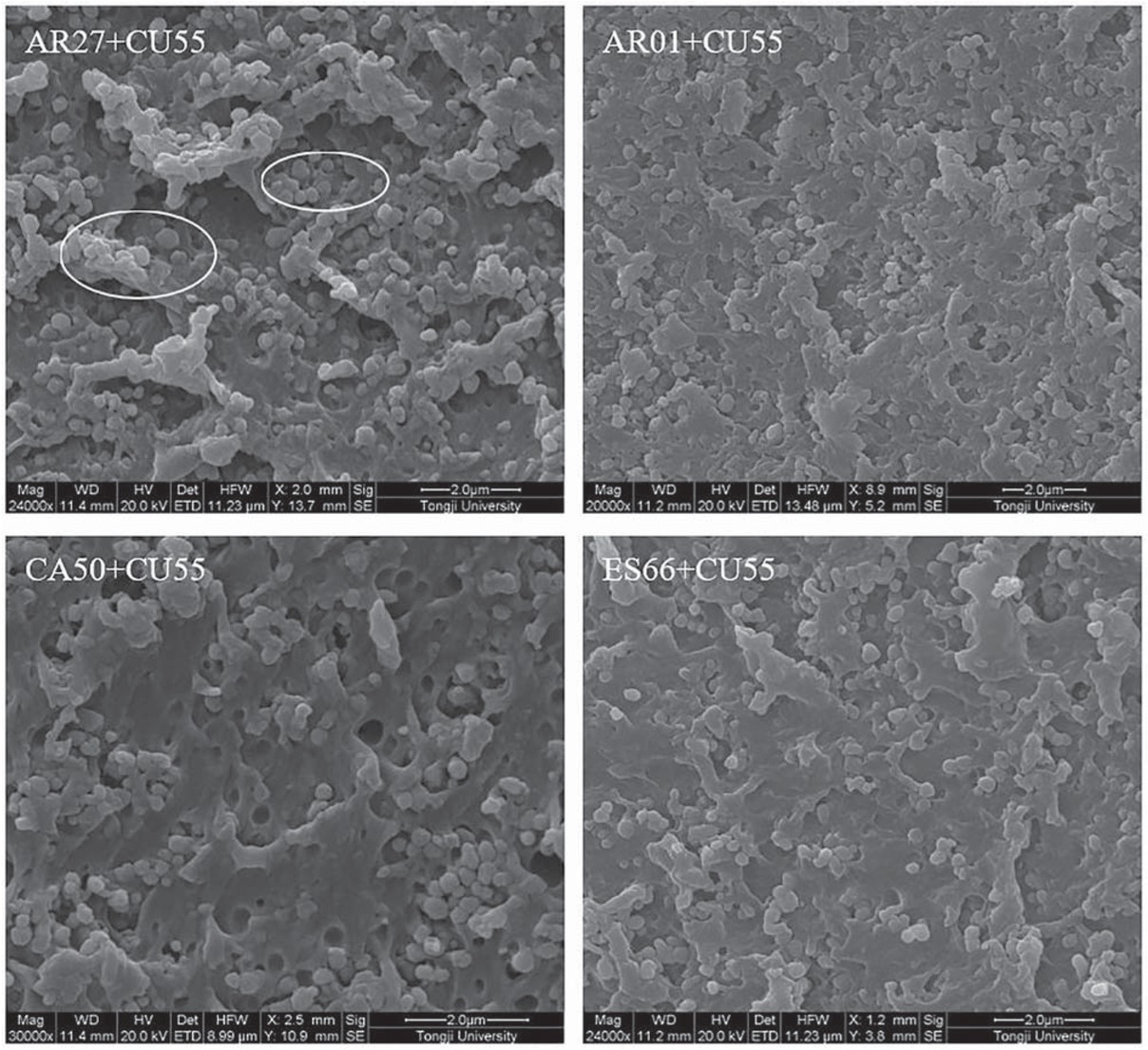Figure 4 SEM image of micro morphology inside 2K WPU coating based on different resins.