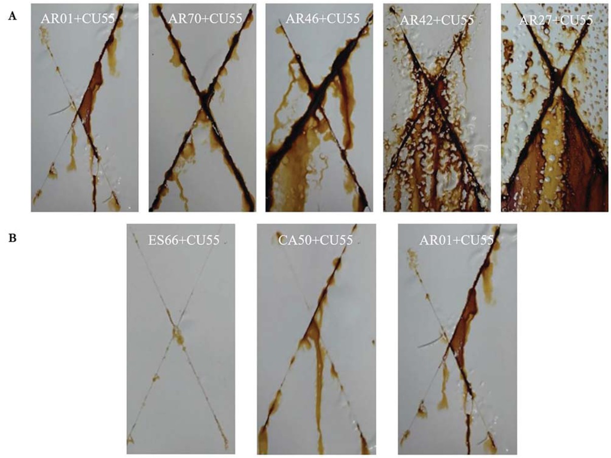 Figure 5 Images of 2K WPU coating based on polyacrylic polyols with different hydroxyl content (a) and different resins (b) after salt spray for 600 h.