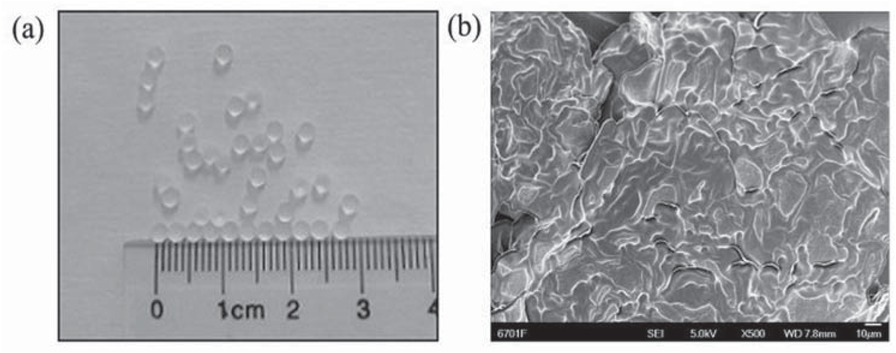 Figure 4 (a) Morphology of PAM gel particles, (b) SEM images of cross section of PAM gel particles.