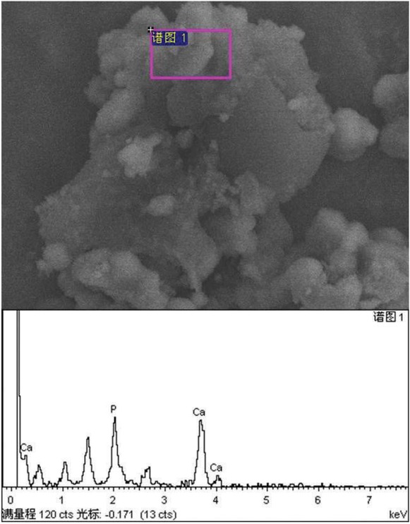 Figure 8 SEM picture and EDS analysis of HA-PETRA microspheres after melting.