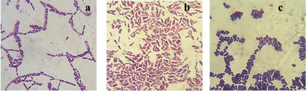 Figure 1 Gram staining micrograph of (a) Bacillus subtilis shows gram-positive bacilli in chains. (b) Pseudomonas aeruginosa shows gram-negative bacilli. (c) Rhodococcus shows gram-positive cocci.