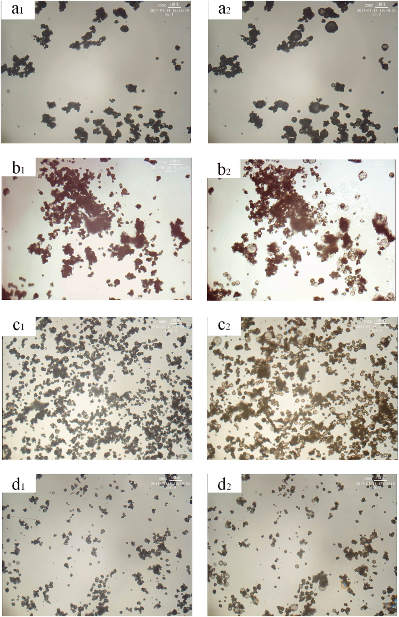 Figure 3 Effect of different content of foaming agent on the expansion properties of microspheres under the conditions of a certain expansion temperature and crosslinking agent content (see Table 1). (a–d) The foaming agent content: 11.7 wt%, 28.5 wt%, 39.9 wt%, 48.1 wt%. (a1–d1) Pre-expansion sample and (a2–d2) expanded sample.