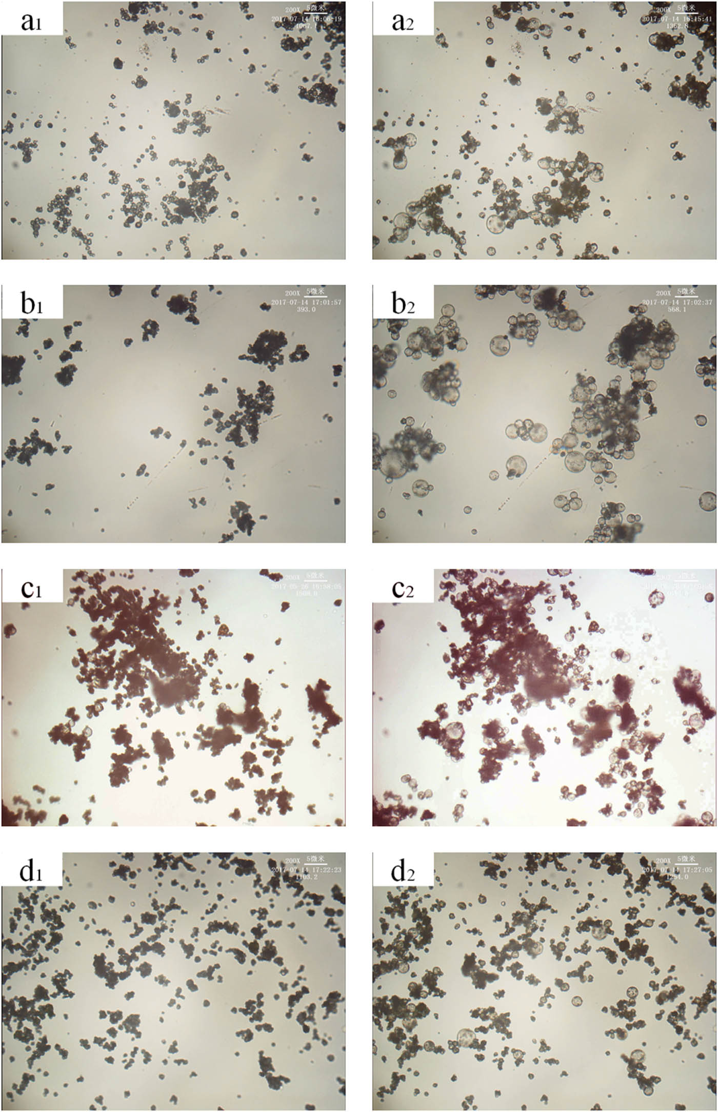 Figure 5 Effect of different content of crosslinking agents on the expansion properties of microspheres. (a–d) Crosslinking agent content: 0.29 wt%, 0.58 wt%, 0.87 wt%, 1.17 wt%. (a1–d1) Pre-expansion sample. (a2–d2) Expanded sample.