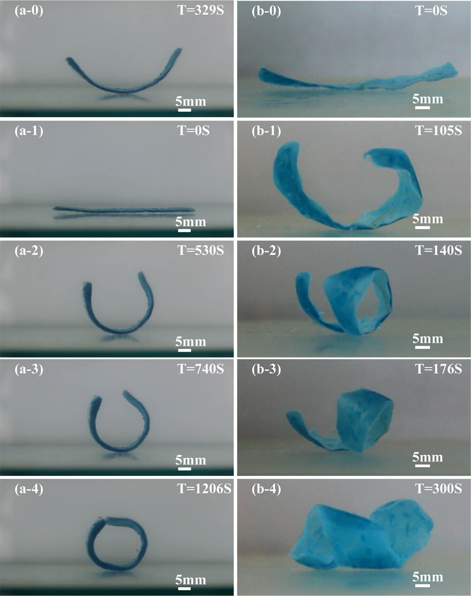 Figure 6 Effect of structure model of (a-0)–(a-4) 90°/0° configuration and (b-0)–(b-4) 45°/135° configuration on deformation characteristics of intelligent PDMAA hydrogels.