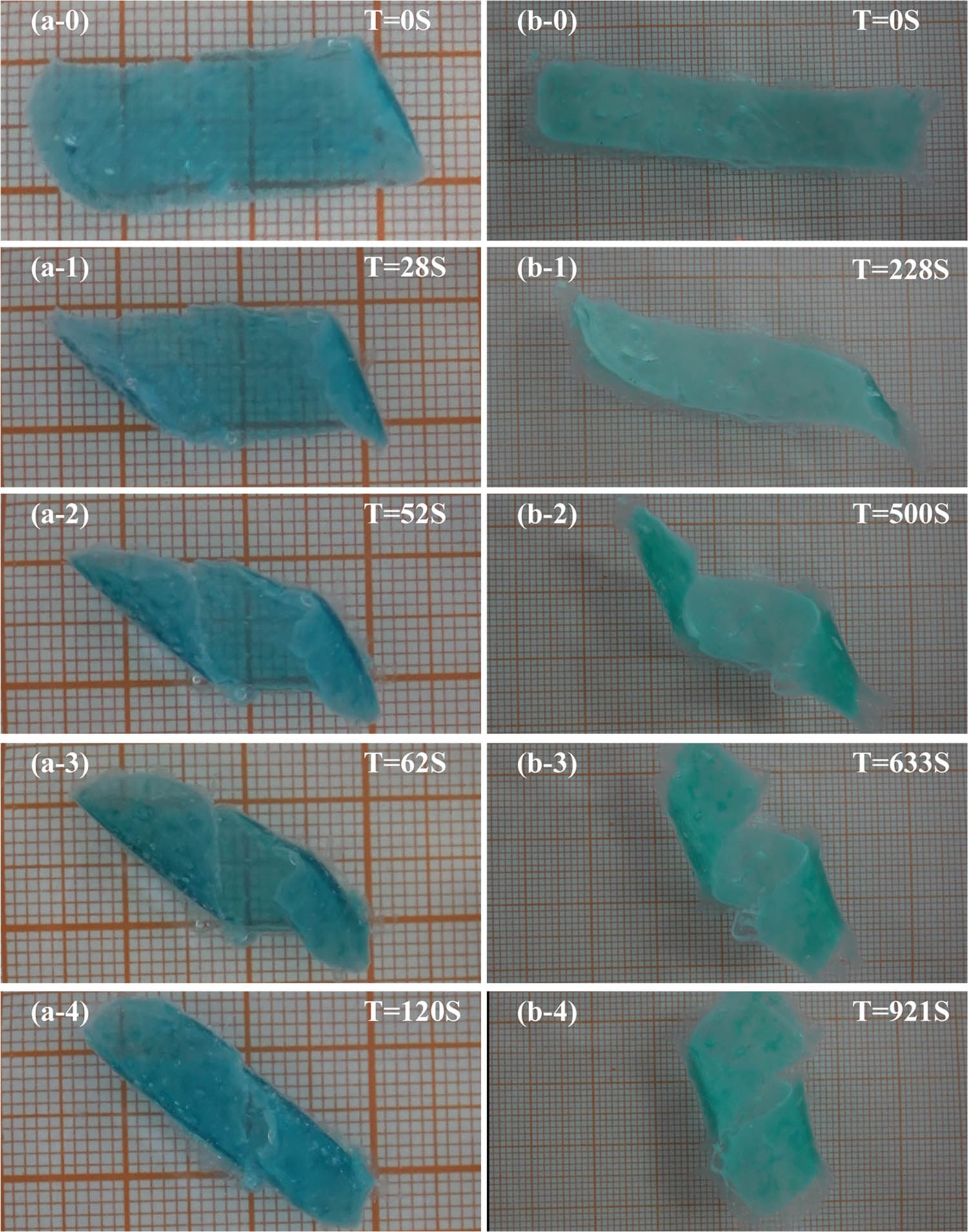 Figure 7 Effect of length–width ratio of (a-0)–(a-4) 3:1 and (b-0)–(b-4) 4:1 on deformation characteristics of intelligent PDMAA hydrogels.