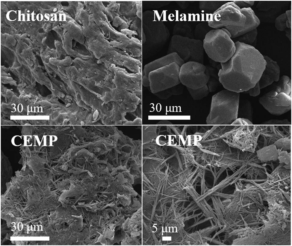 Figure 4 SEM photographs of CS, melamine, and CEMP.