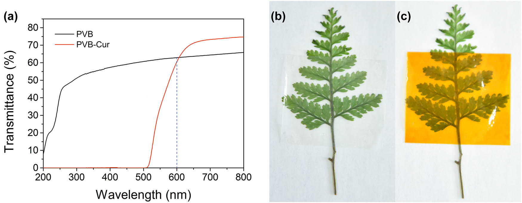 Figure 3 Light transmittance characteristics of PVB and PVB–Cur films. (a) PVB film under visible light and (b) PVB–Cur film under visible light (c).