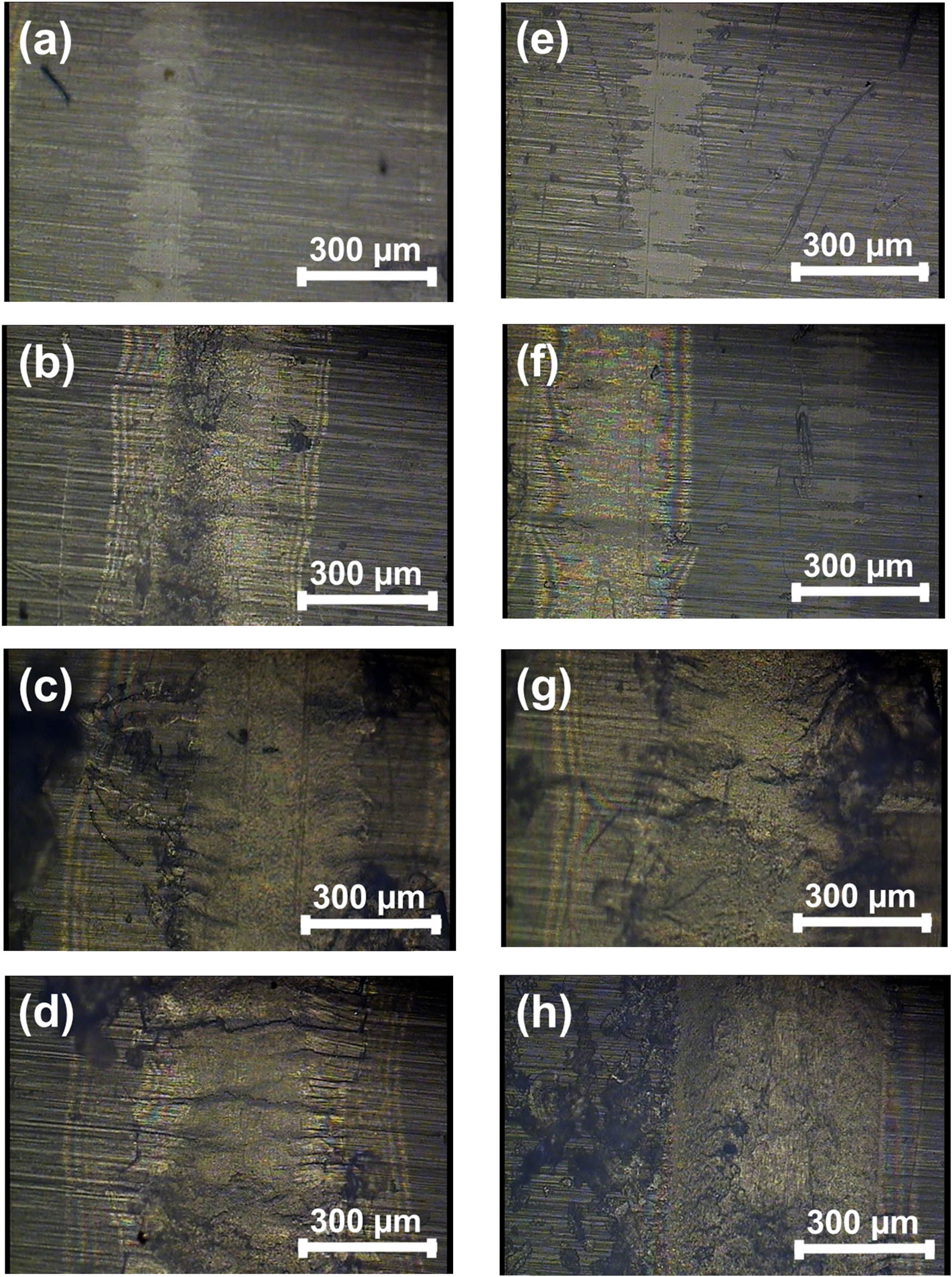 Figure 5 Optical microscopy of wear tracks produced at 1, 3, 6, and 10 N on samples made at T = 160°C (left column: a, b, c, and d) and T = 170°C (right column, e, f, g, and h), respectively. Wear tracks are perpendicular to the textured lines of the surface.