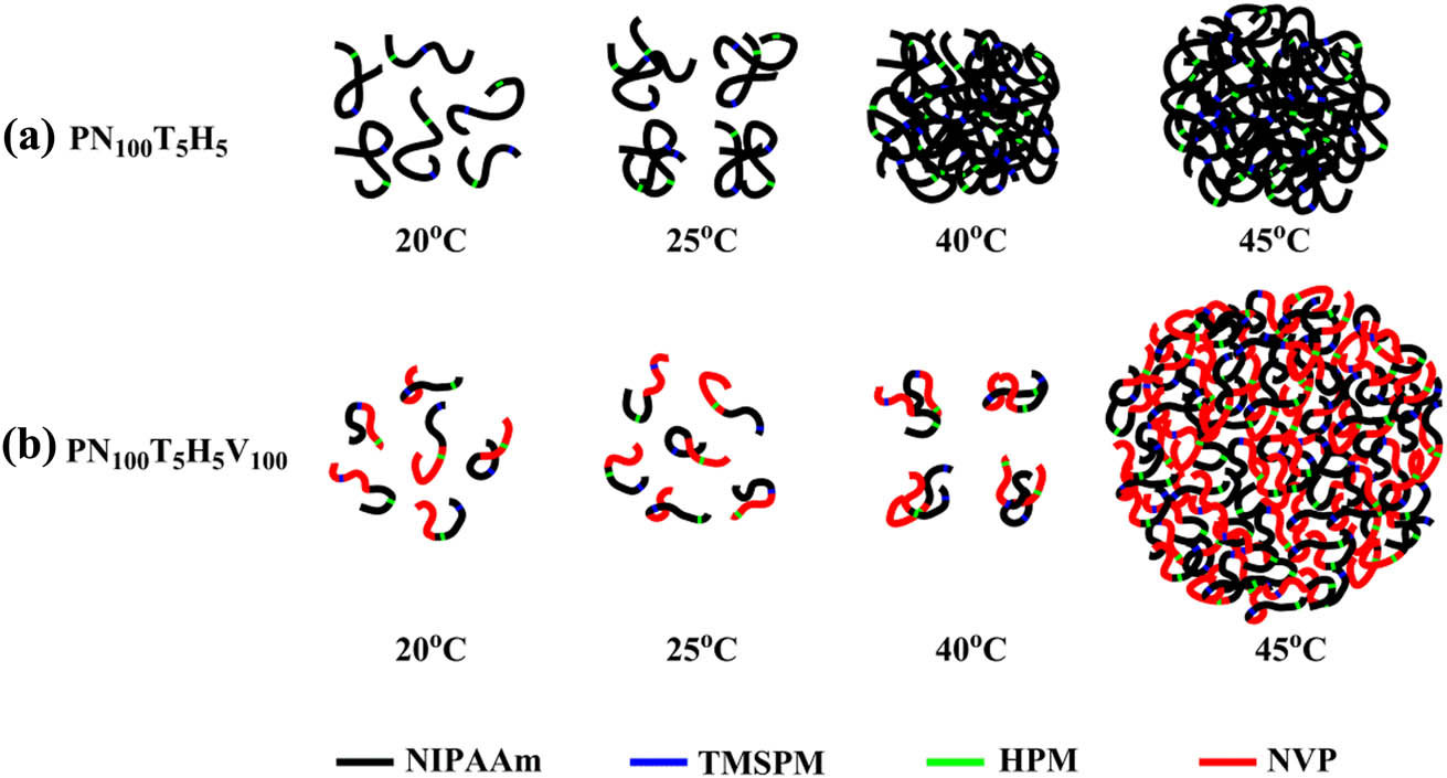 Figure 5 Schematic diagram for changes in the average hydrodynamic diameters of the PNTHV copolymers in DI water.