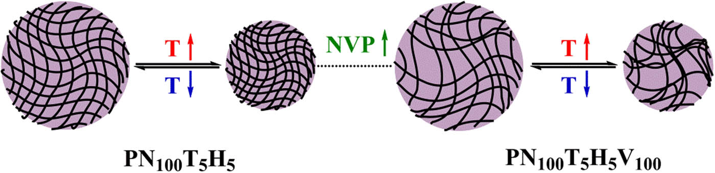 Figure 8 Schematic diagram of structure changes of PNTHV copolymer films against temperature.