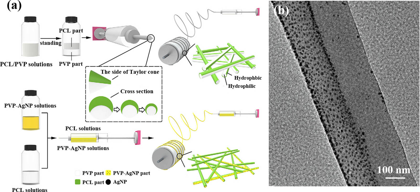 Figure 15 (a) Schematic diagram of preparation process and (b) SEM image of PCL/PVP-AgNP Janus nanofibers (146) (© 2019 Elsevier B.V. All rights reserved).