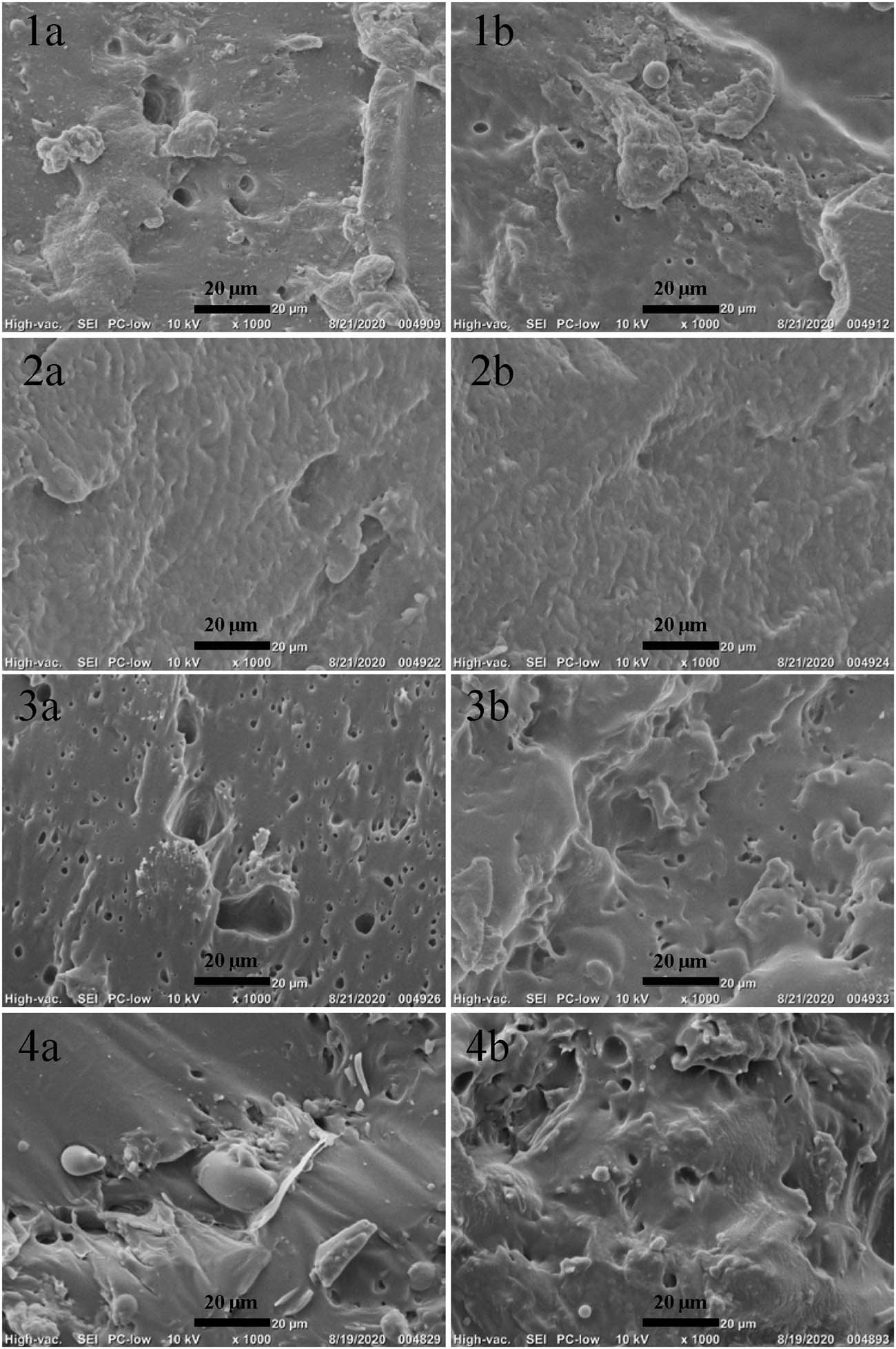 Figure 2 SEM images of the cross-section of PVA/PLA blend specimens: (1) PVA0588/PLA = 30/70, (2) PVA0588/PLA = 50/50, (3) PVA1788/PLA = 30/70, (4) PVA1788/PLA = 50/50, (1a–4a) the cross-section of the sample without compatibilizer, (1b–4b) the cross-section of the sample with compatibilizer.