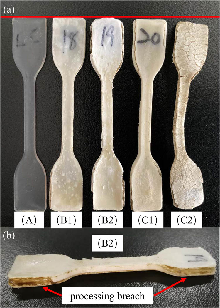 Figure 3 (a) Surface morphology after degradation. The letters A, B, and C represent PLA, PVA0588/PLA, and PVA1788/PLA, respectively; The numbers 1 and 2 represent the mass ratios of PVA/PLA: 30/70 and 50/50, respectively. (b) Side view of PVA0588/PLA = 50/50 specimens (B2).