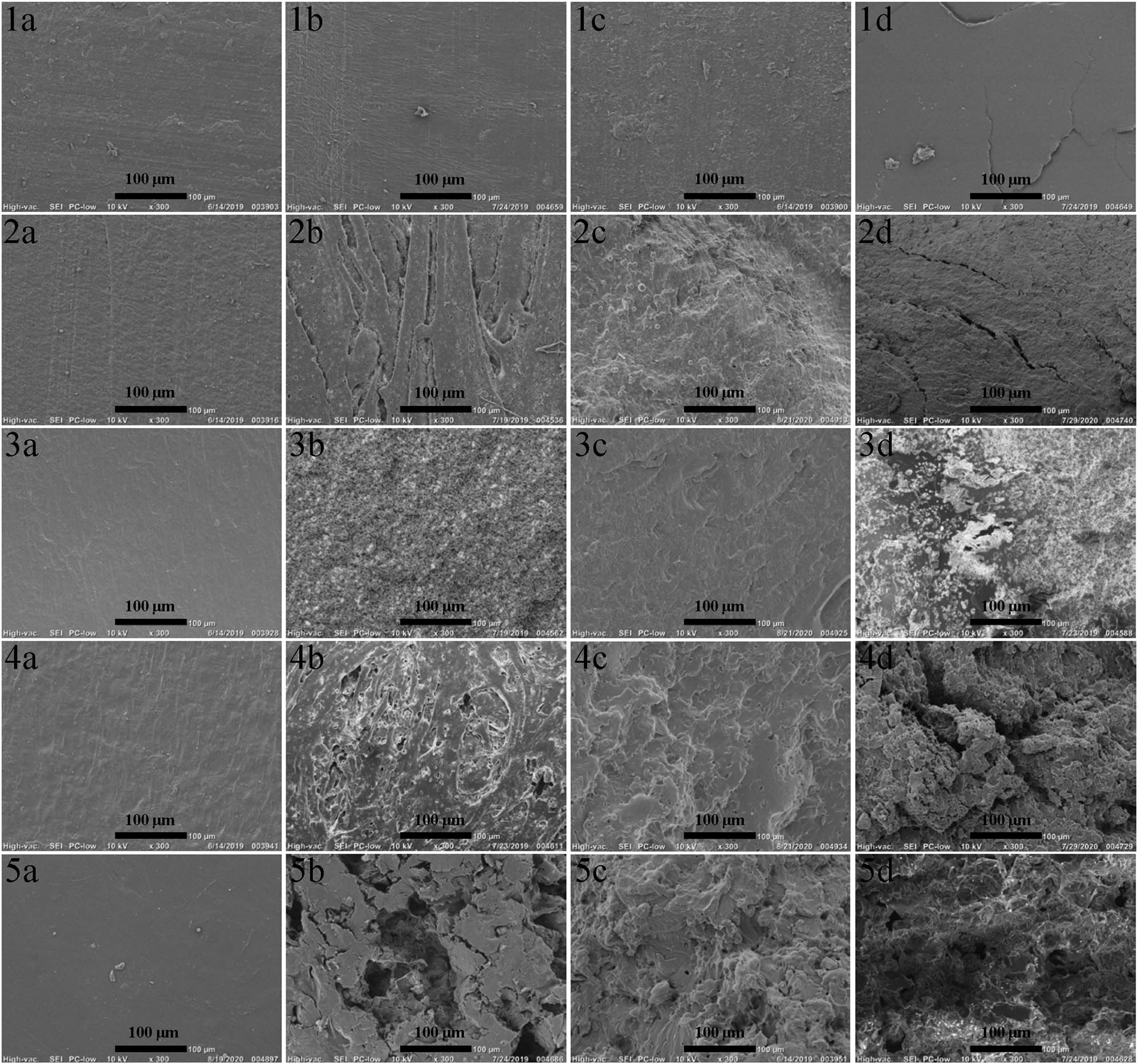 Figure 4 SEM images of PLA and PVA/PLA specimens after immersion in natural seawater for 180 days: (1) PLA, (2) PVA0588/PLA = 30/70, (3) PVA0588/PLA = 50/50, (4) PVA1788/PLA = 30/70, (5) PVA1788/PLA = 50/50, (1a–5a) surfaces of the specimens before degradation, (1b–5b) surfaces of the specimens after degradation, (1c–5c) cross-sections of the specimens before degradation, (1d–2d, 4d–5d) cross-sections of the specimens after degradation, and (3d) internal surface of the specimens.