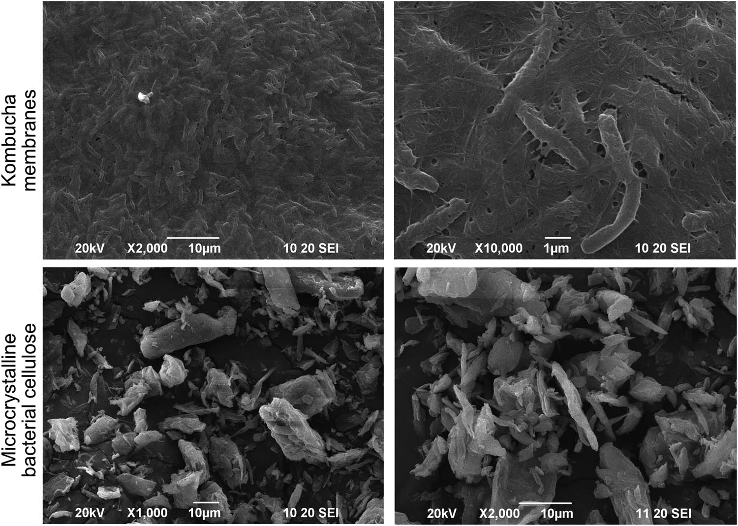 Figure 6 
                  Scanning electron microscopy of kombucha membranes and microcrystalline bacterial cellulose.
               