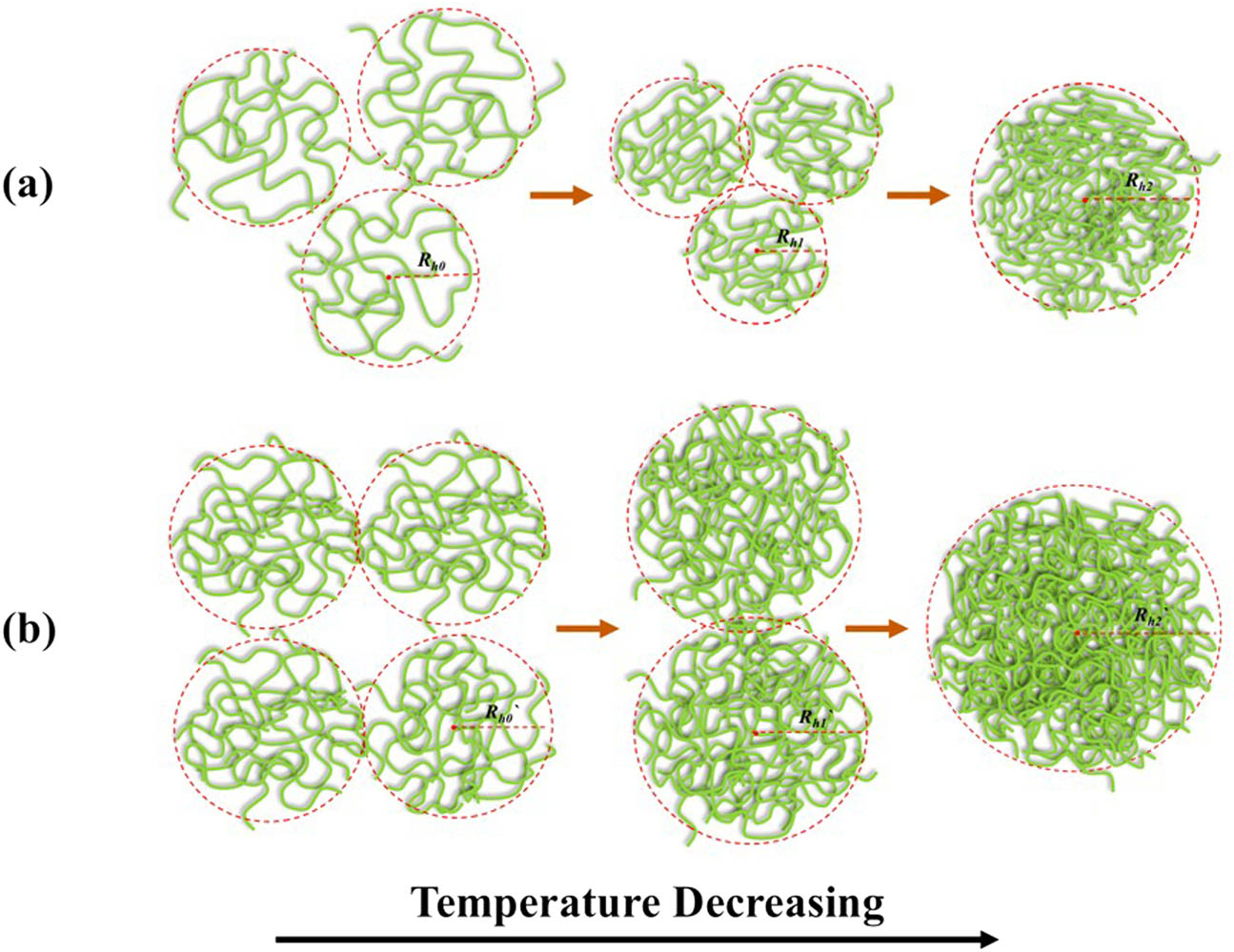 Figure 8 
                  The schematic of the movement of PAN coils in solution: (a) without water and (b) with 10% water during the cooling process.