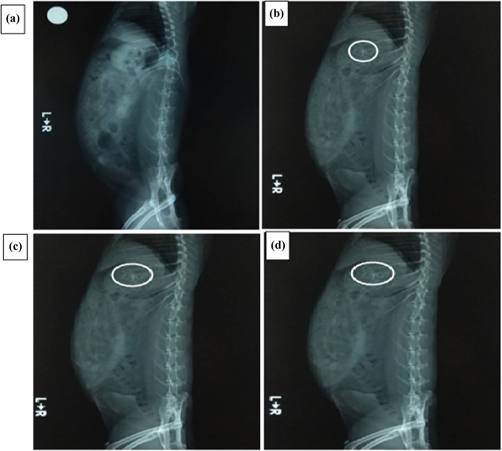 Figure 5 
                  Radiographic images portraying the bilayer floating tablet containing barium sulfate as a radio opaque marker in the stomach of rabbits at 0 h (a), 2 h (b), 4 h (c), and 6 h (d); the tablet is pointed by a circle.
               